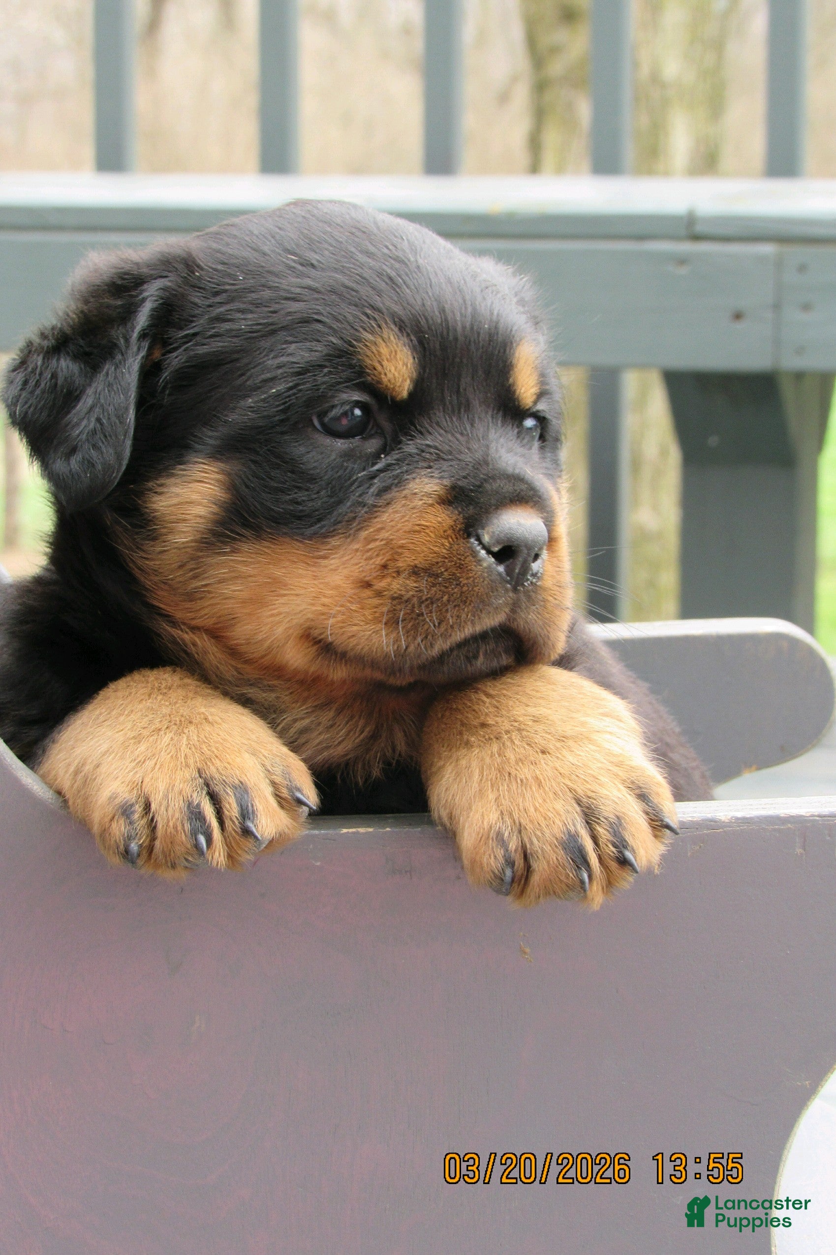 Rottweiler dogs Rottweiler Puppy 3 Windy - Ad 40