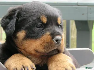Rottweiler dogs Rottweiler Puppy 3 Windy - Ad 40