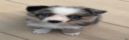 Australian Shepherd dogs for sale: Peaches 🍑  - Ad 5