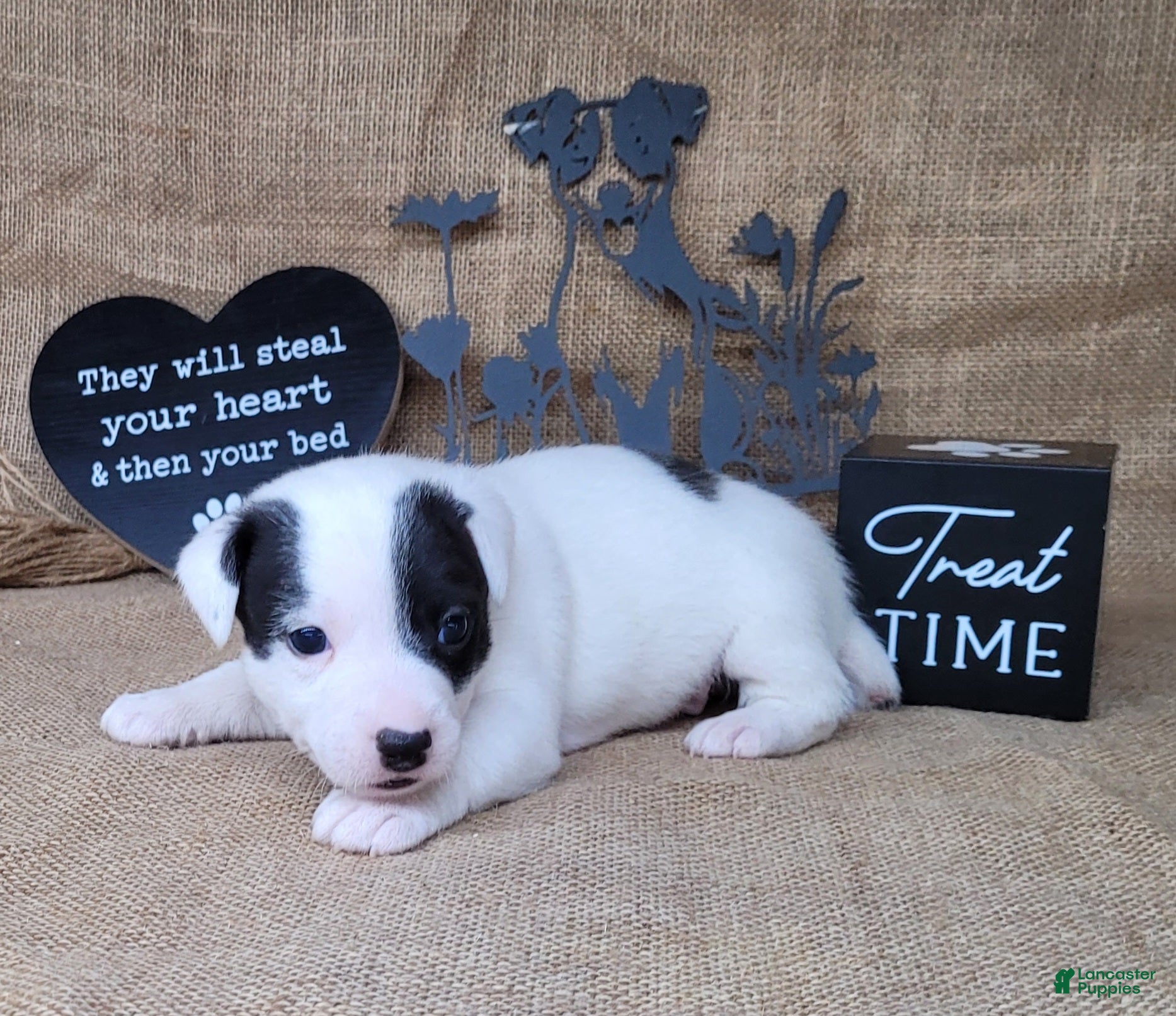 Jack Russell Terrier dogs Prince JRT purebred DELIVERY AVAILABLE  - Ad 10