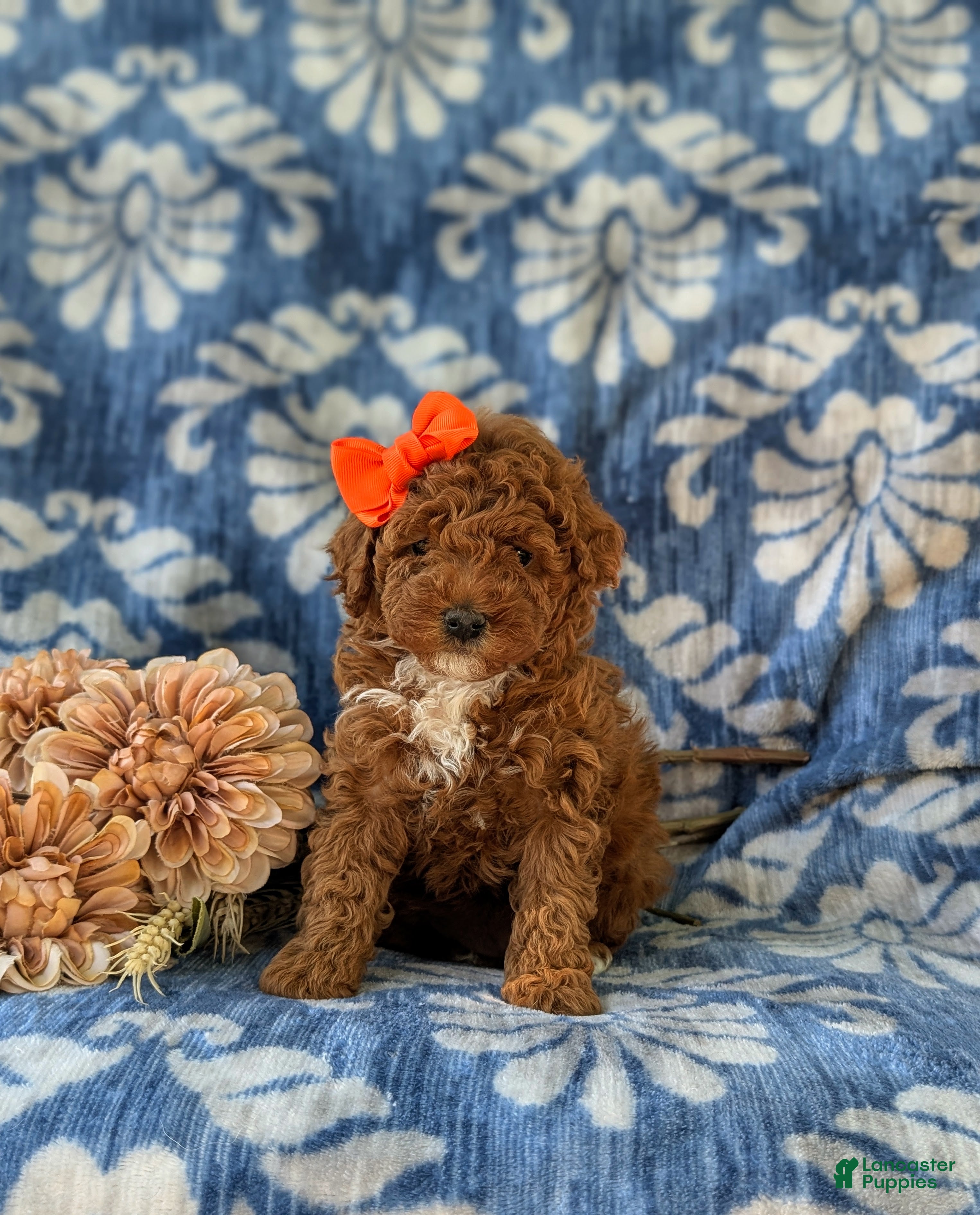 Miniature Poodle dogs Shelly - Ad 2
