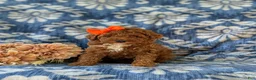 Miniature Poodle dogs for sale: Shelly - Ad 2