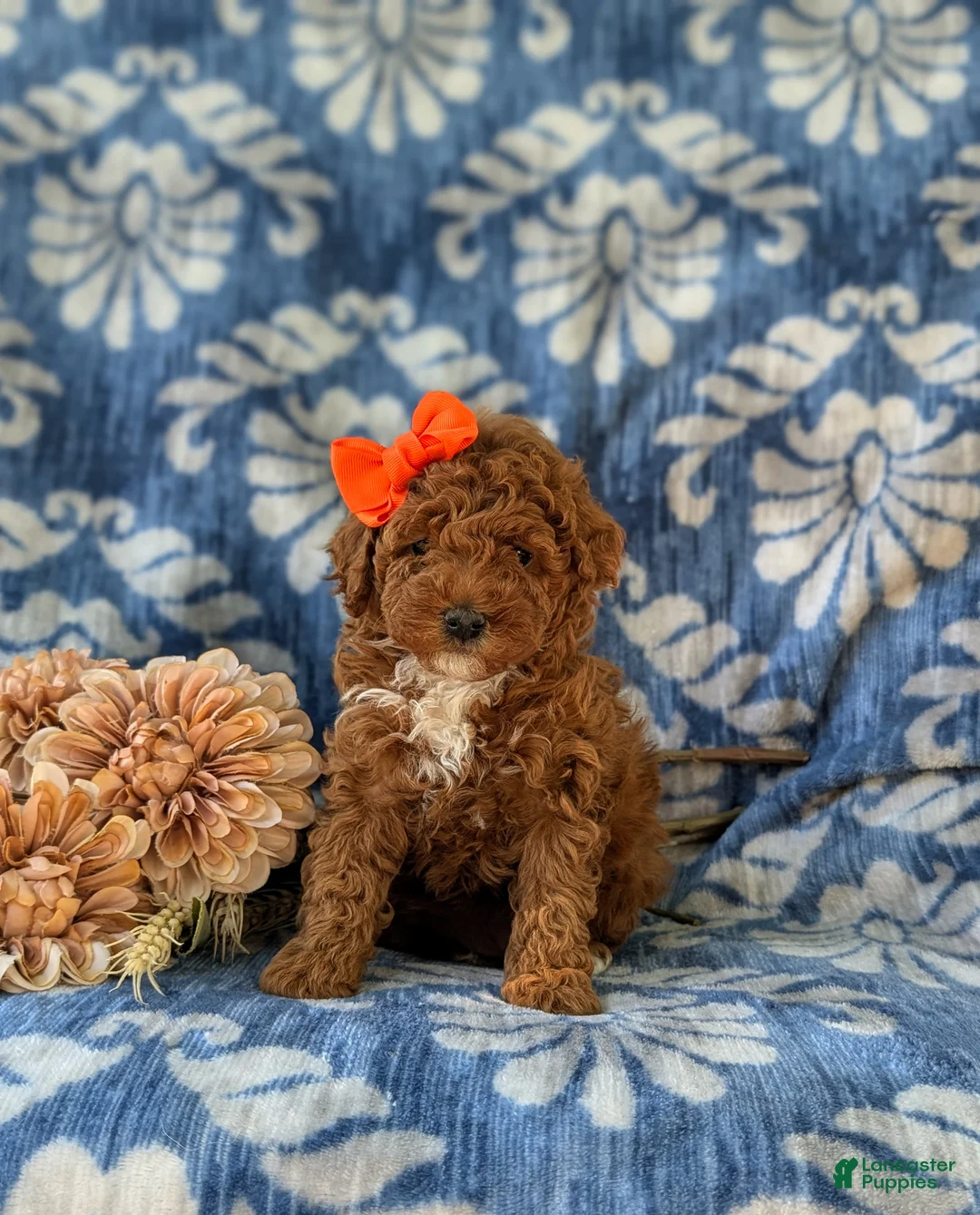 Miniature Poodle dogs for sale: Shelly - Ad 2