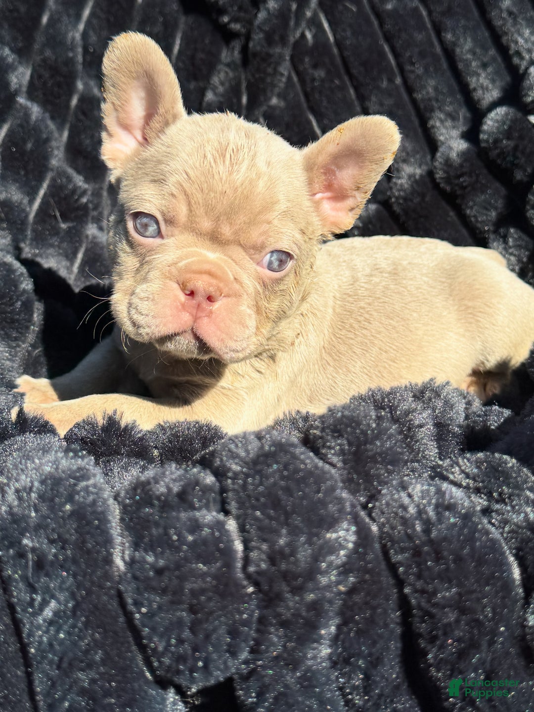 French Bulldog dogs for sale: French Bulldog Puppy 1 - Ad 6