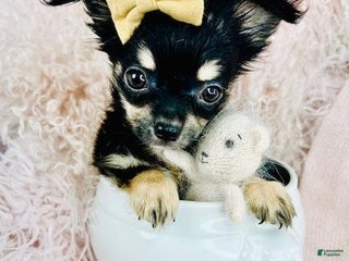 Chihuahua dogs - Ad 3