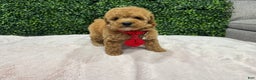 Toy Poodle dogs for sale: Marvin - Ad 4