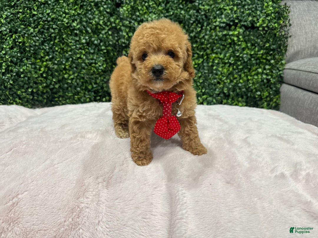 Toy Poodle dogs for sale: Marvin - Ad 4