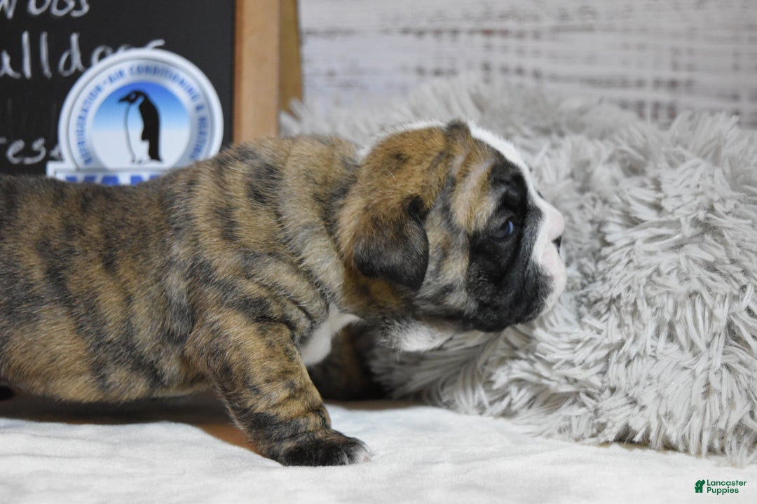English Bulldog dogs for sale: Phyllis - Ad 5