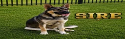 German Shepherd dogs for sale: Heidi - Ad 5