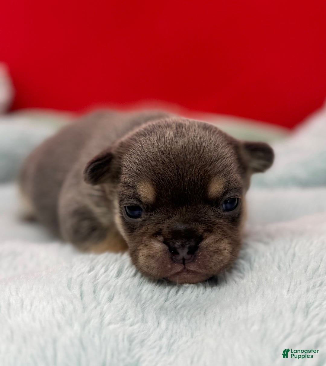 French Bulldog dogs for sale: French Bulldog Puppy 5 - Ad 4