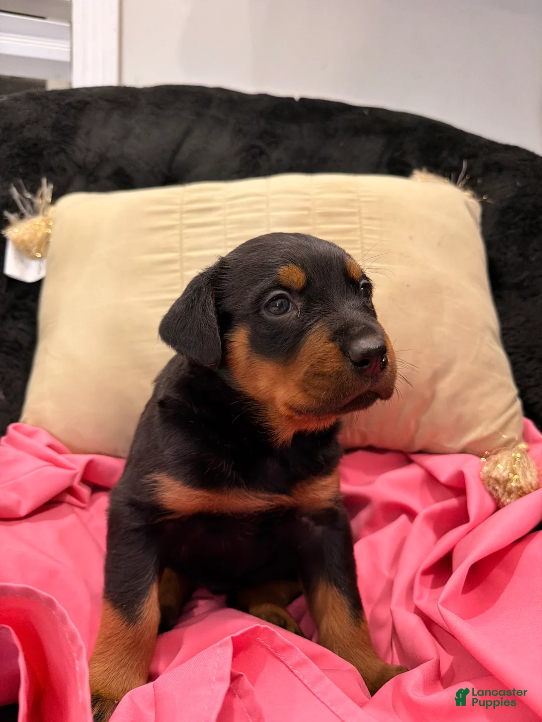 Rottweiler dogs for sale: Rottweiler Puppy 1 - Ad 18