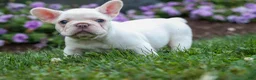 French Bulldog dogs for sale:  Fiona Rose🎀 - Ad 9