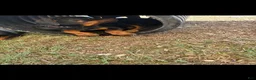 Rottweiler dogs for sale: Penny - Ad 3