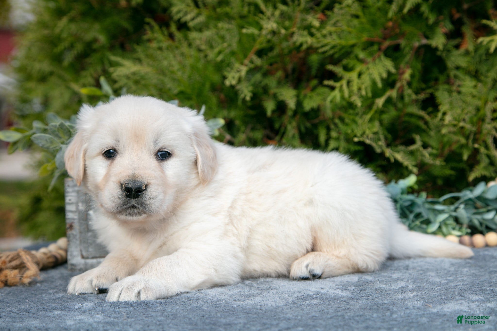 Golden Retriever dogs Miles - Ad 34