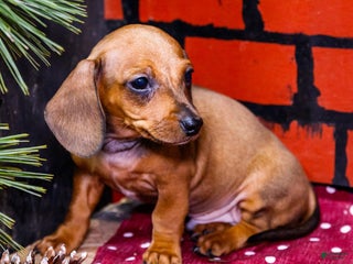 Miniature Dachshund dogs Xander - Ad 31