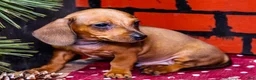 Miniature Dachshund dogs for sale: Xander - Ad 5