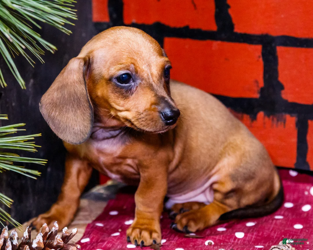 Miniature Dachshund dogs for sale: Xander - Ad 5