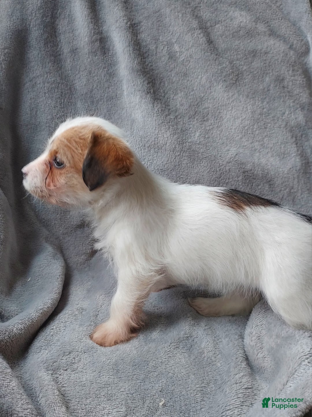 Jackapoo dogs for sale: Holly - Ad 5