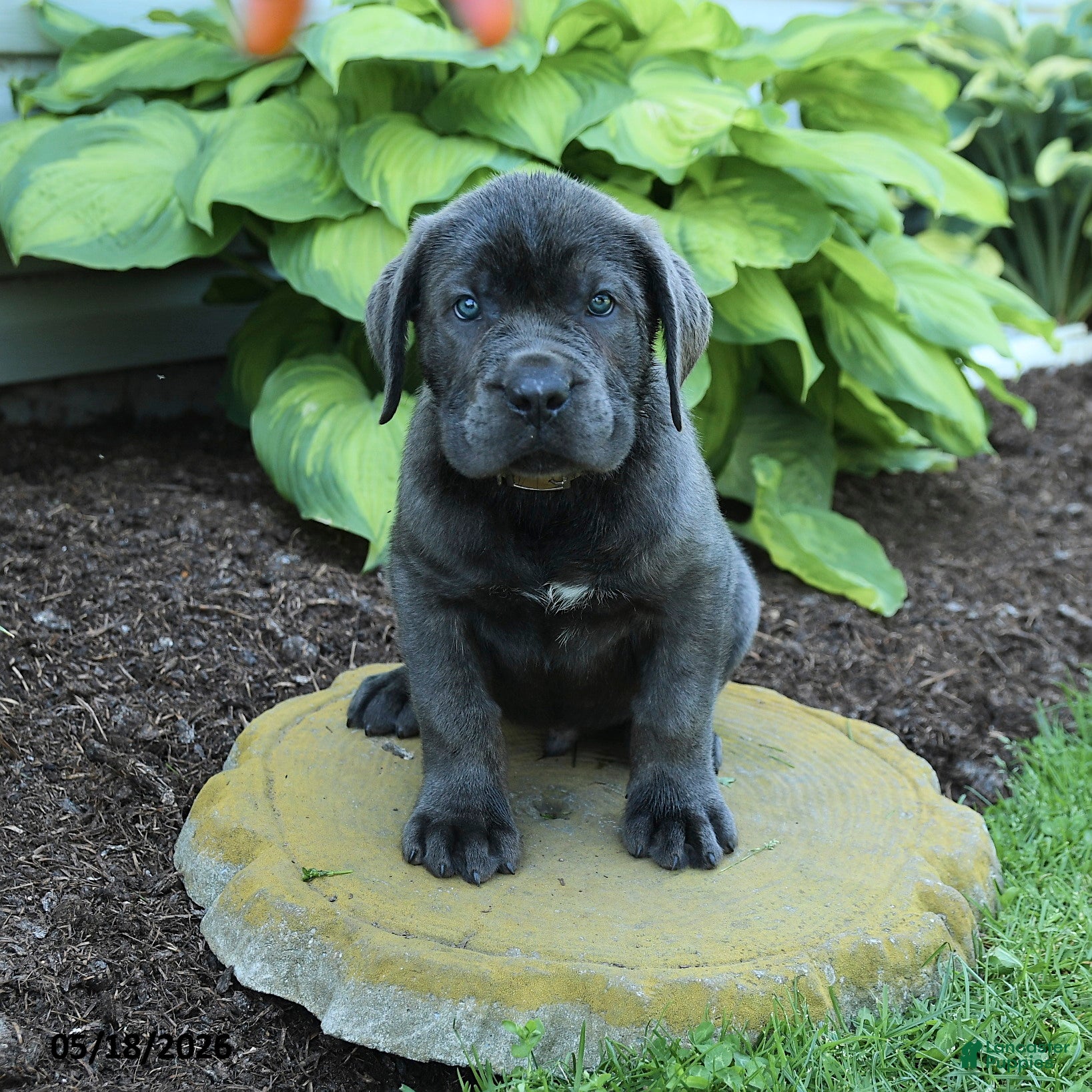 Cane Corso dogs for sale: Kendrick - Ad 2