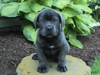 Cane Corso dogs for sale: Kendrick - Ad 2