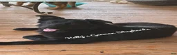 German Shepherd dogs for sale: German Shepherd Puppy 2 - Ad 7
