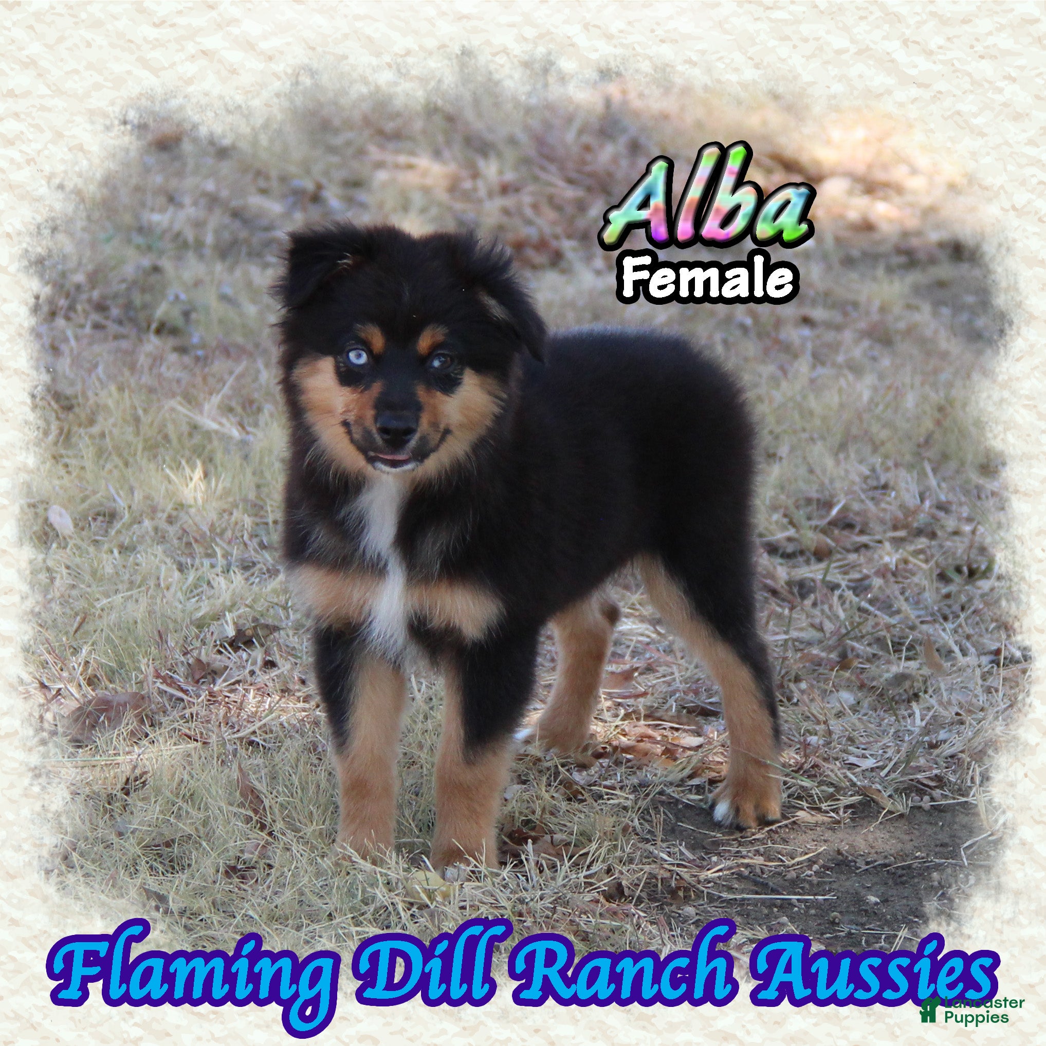 Miniature Australian Shepherd dogs Alba - Ad 6