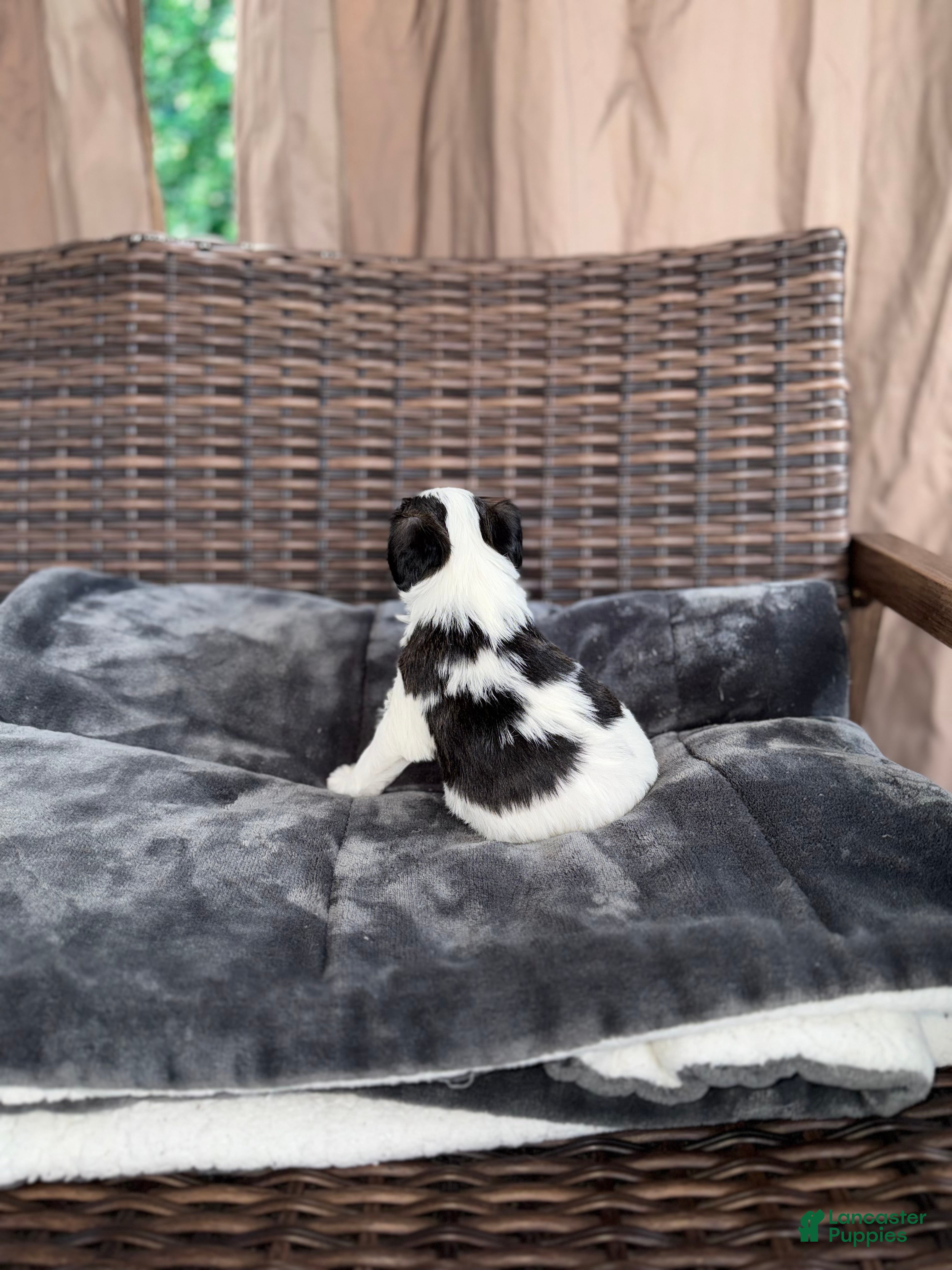 Mixed Breed dogs for sale: Oliver - Ad 6