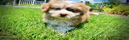 Havapoo dogs for sale: Doodles - Ad 7