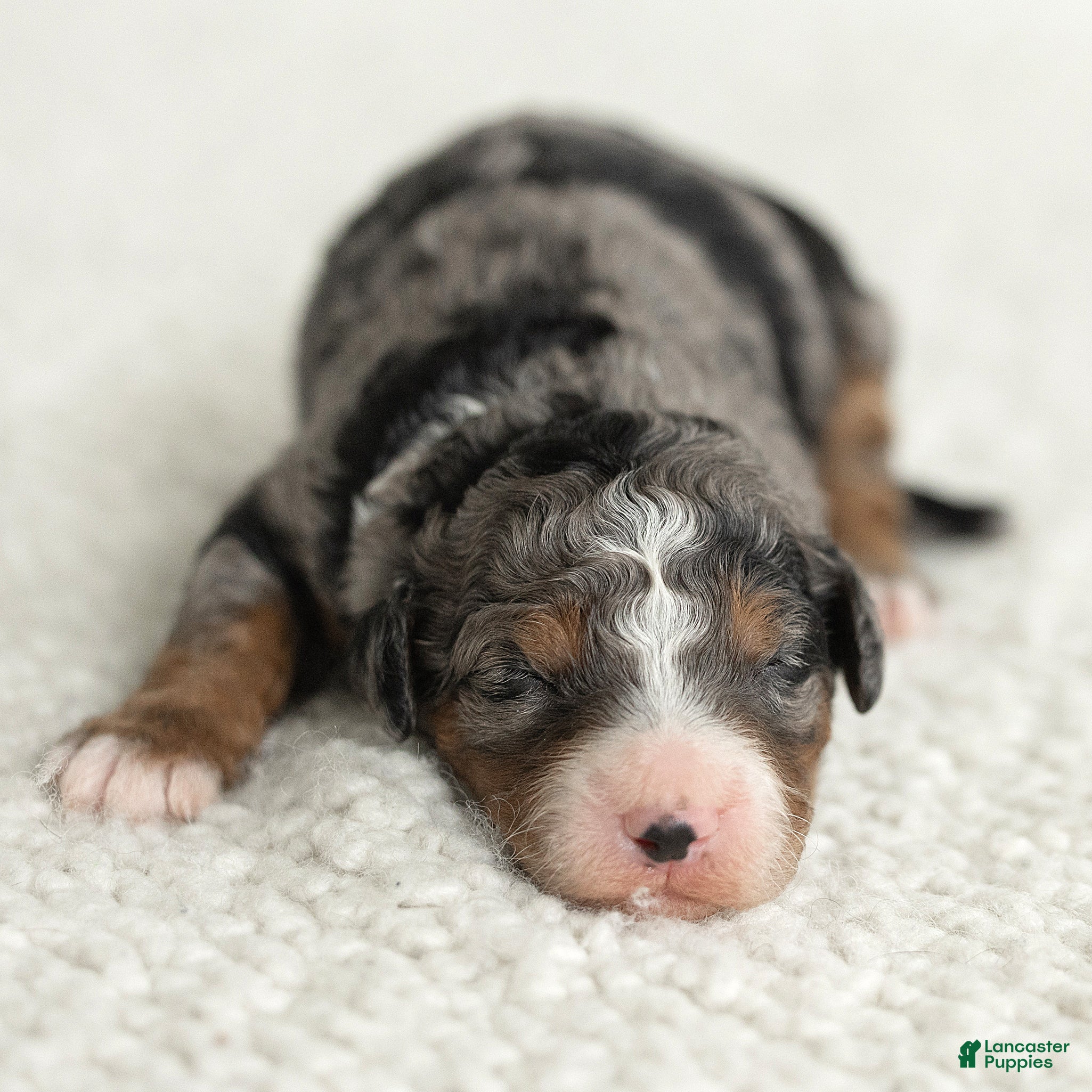 Mini Bernedoodle dogs for sale: Asher Miniature Bernedoodle  - Ad 2