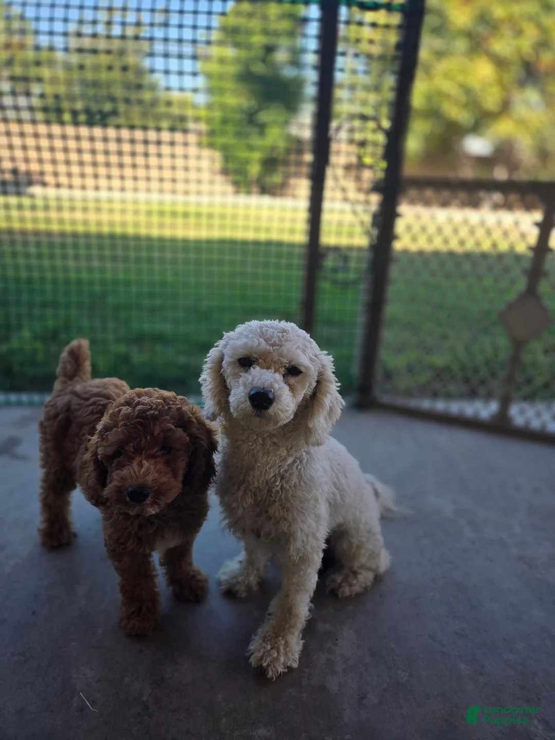 Toy Poodle dogs for sale: Toy Poodle 1 - Ad 4