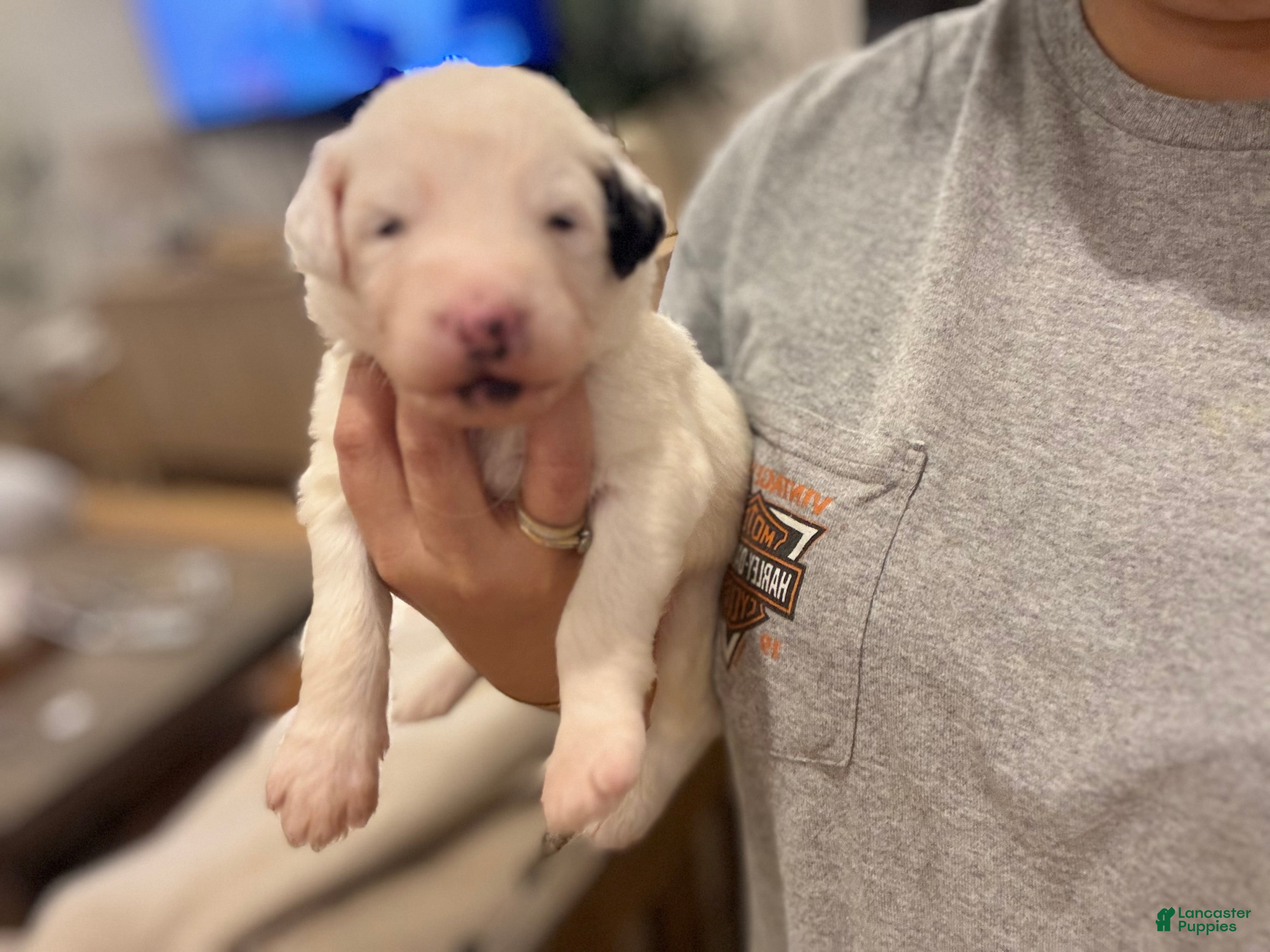 Bernedoodle dogs Sammy - Ad 38