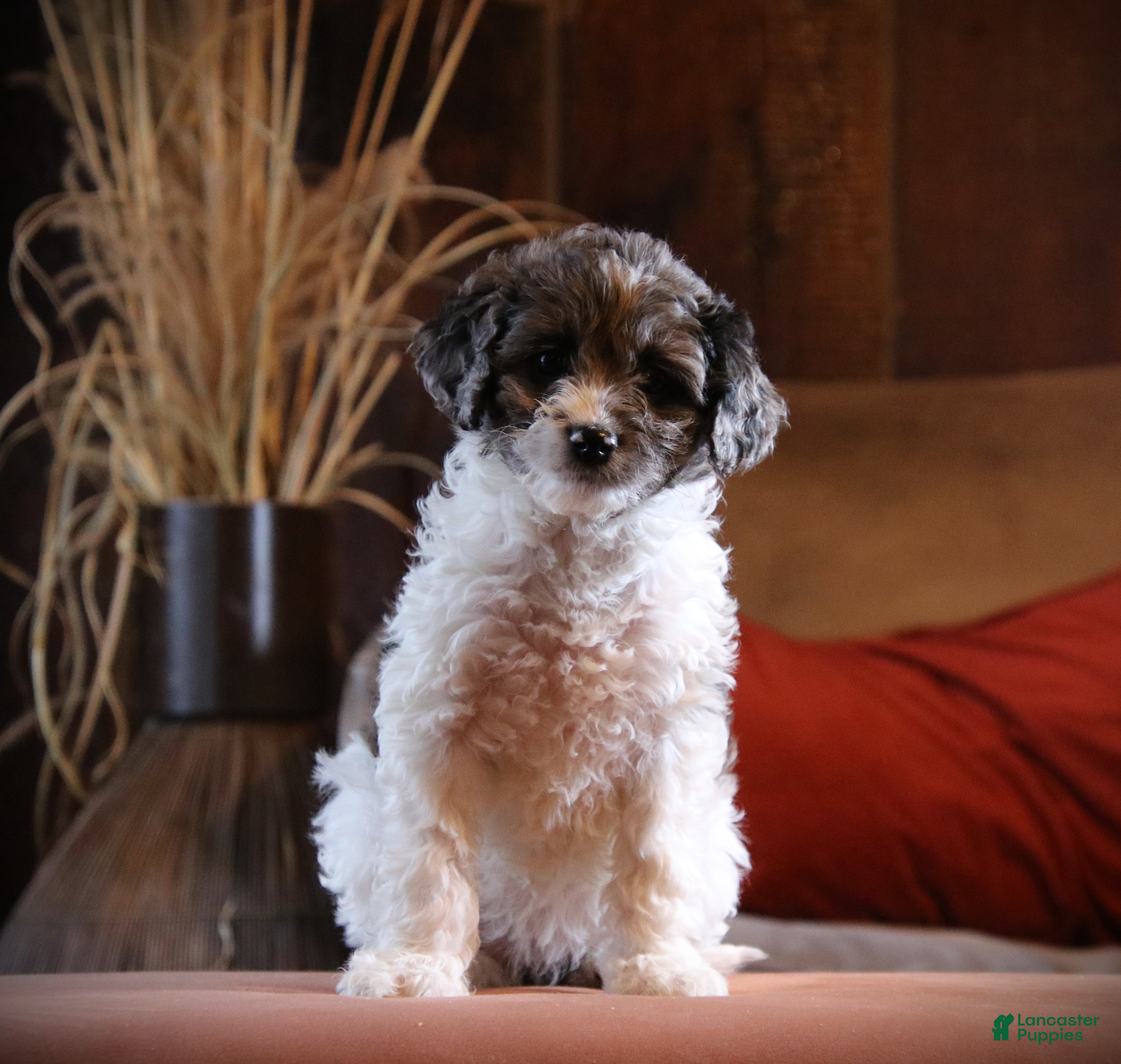 Cockapoo dogs Everleigh - Ad 28