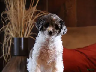 Cockapoo dogs Everleigh - Ad 40