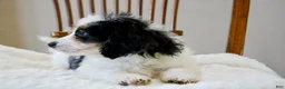 Mini Bernedoodle dogs for sale: Skye  - Ad 8