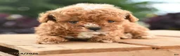 Toy Poodle dogs for sale: Nero - Ad 4