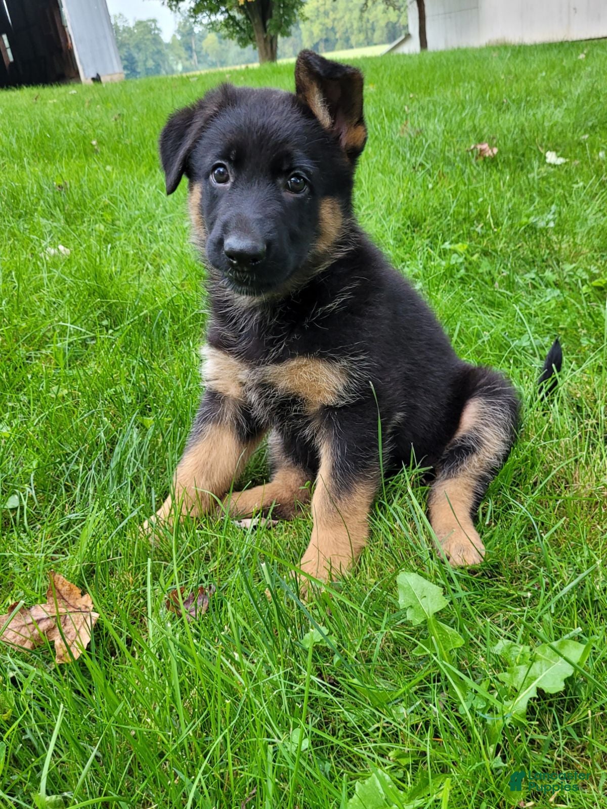 German Shepherd dogs Kali - Ad 1