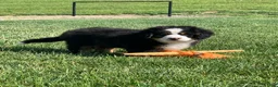 Bernese Mountain Dog dogs for sale: SweetPea - Ad 8