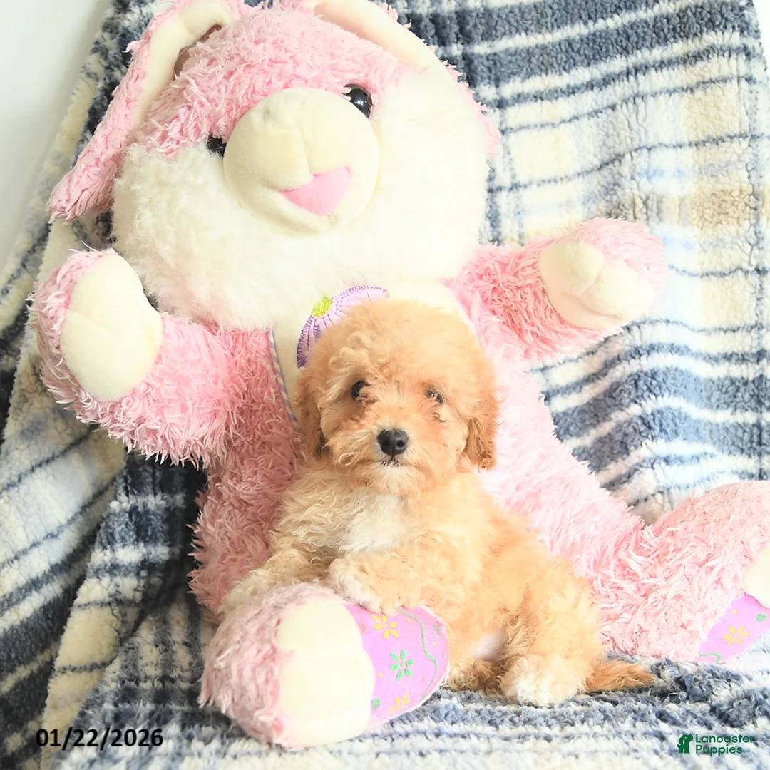 Havapoo dogs for sale: Delores - Ad 3