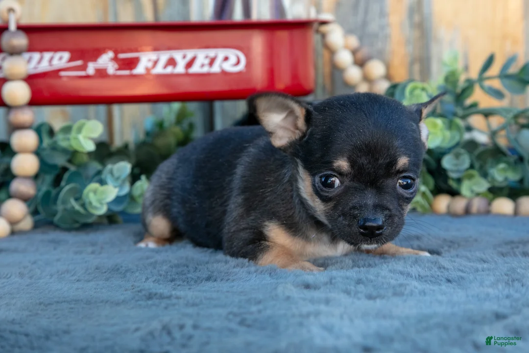 Chihuahua dogs for sale: Heather - Ad 3