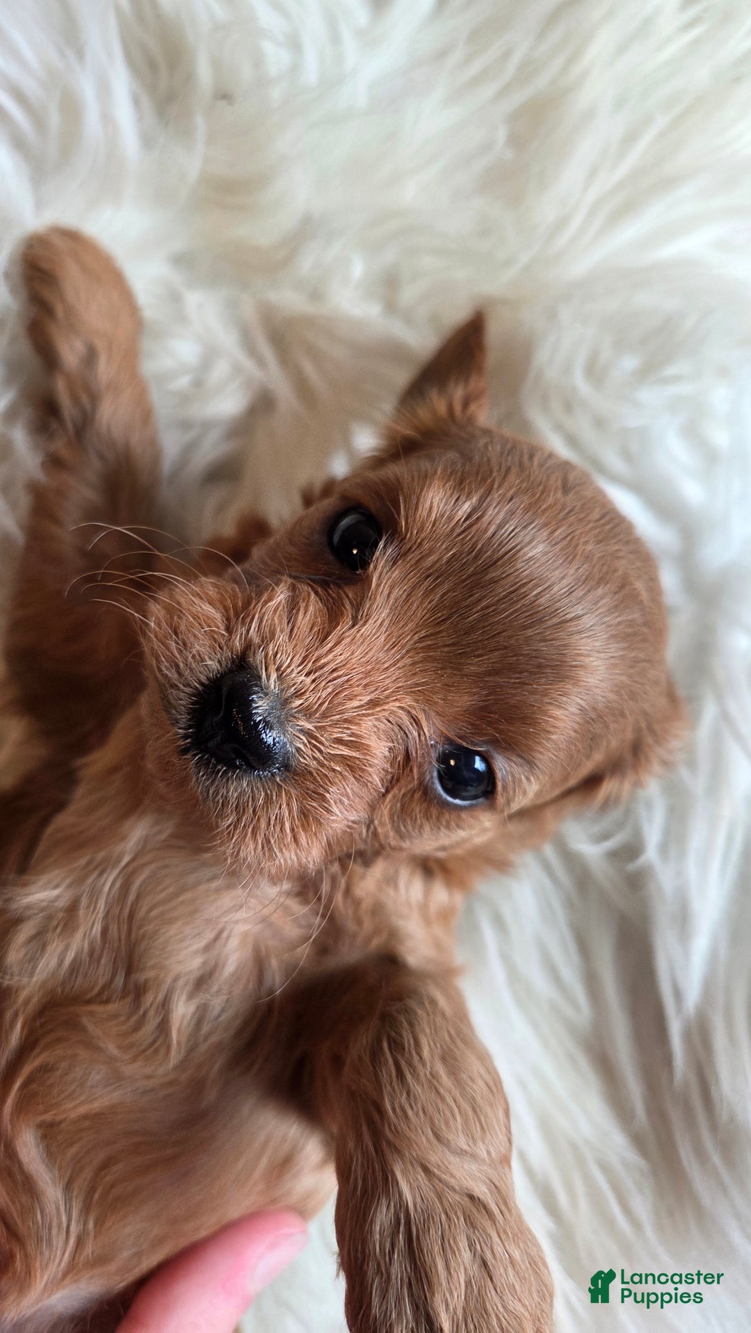 Cavapoo dogs for sale: River - Ad 17