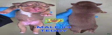 TEDDY