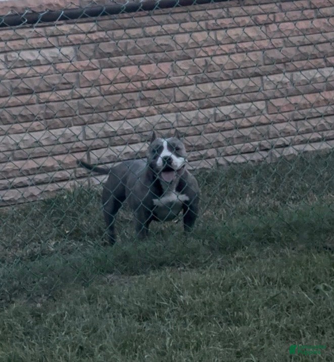 American Bully dogs Bliss  - Ad 34