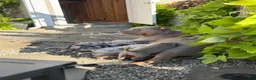 American Bully dogs for sale: Milly - Ad 21