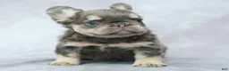 French Bulldog dogs for sale: Bruno - Ad 2