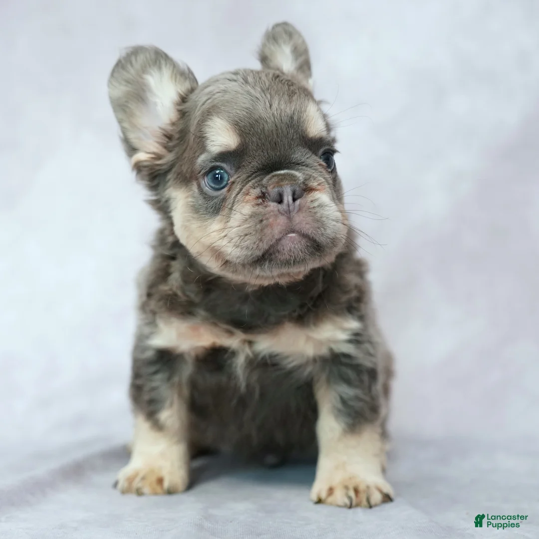 French Bulldog dogs for sale: Bruno - Ad 2