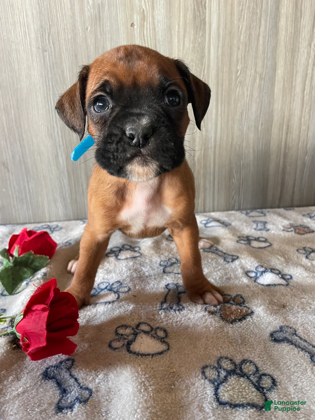 Boxer dogs for sale: Beauty - Ad 1