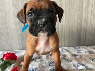 Boxer dogs Beauty - Ad 17