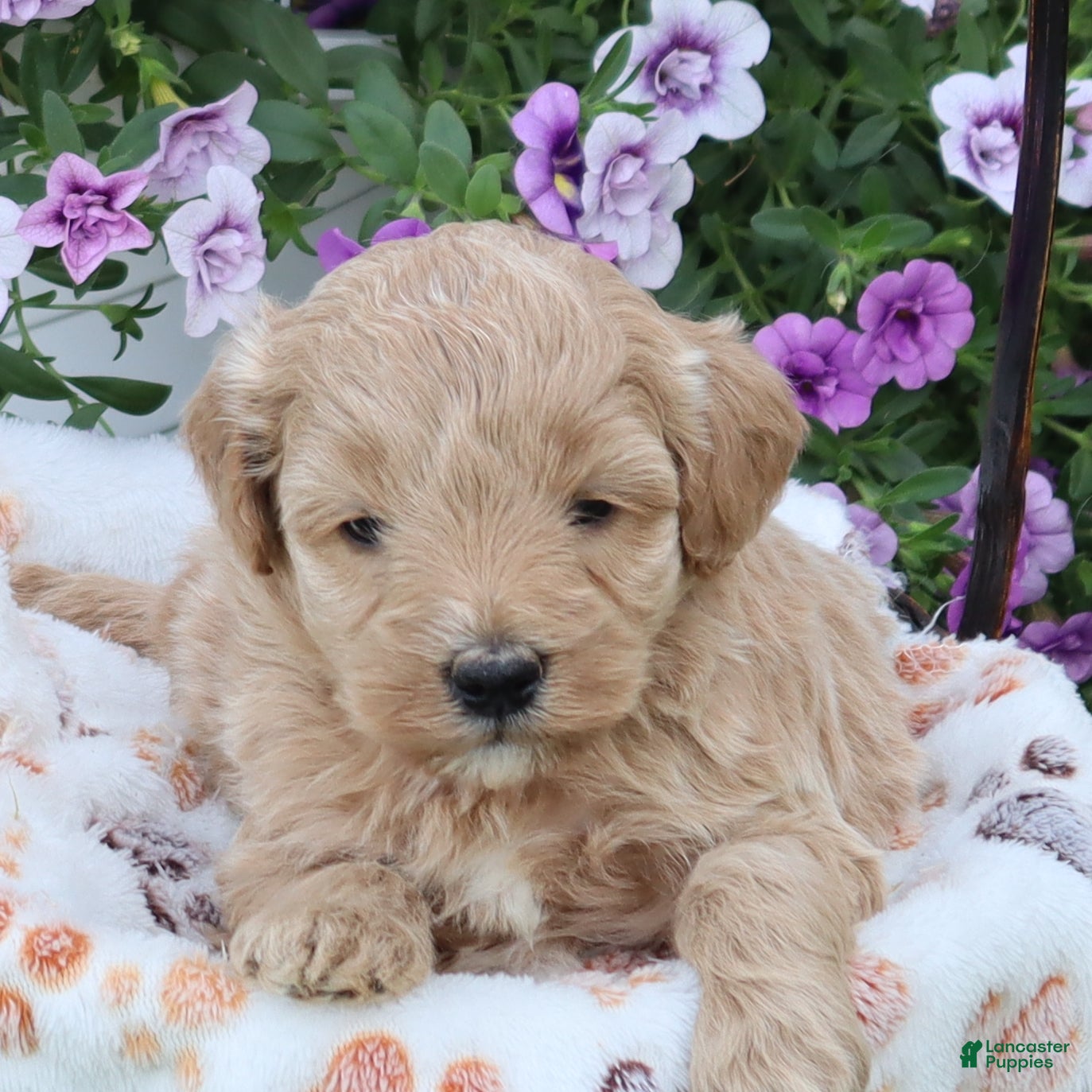 Mini Goldendoodle dogs Felix - Ad 1