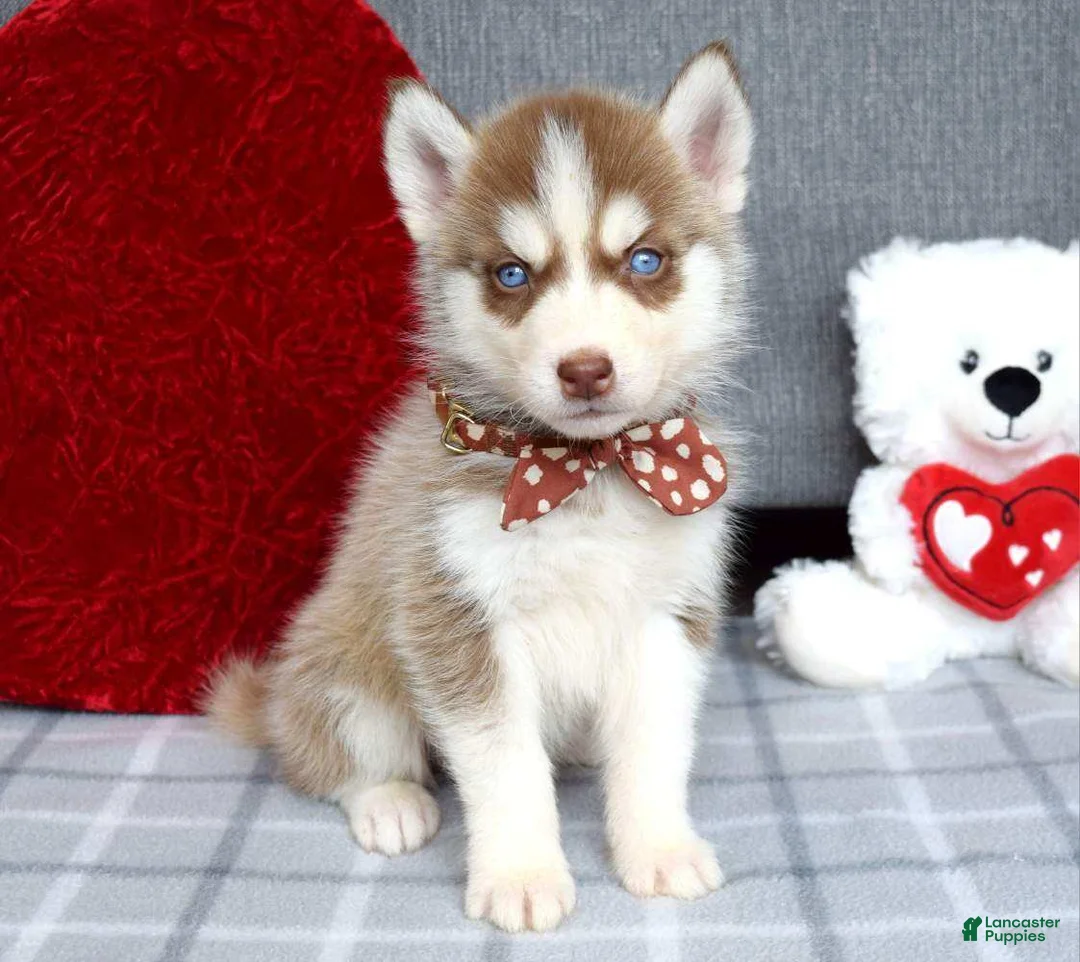 Siberian Husky dogs for sale: Cupid  - Ad 3