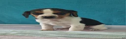 Beagle dogs for sale: drew - Ad 3
